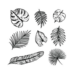 Fototapeta na wymiar Tropical leaves icon set. Hand drawn black and white sketch, doodle ink outline drawing, stock vector illustration isolated on white background.
