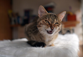 Katze miaut Baby katze  mieze 