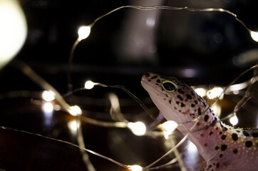 New year Leopard gecko 