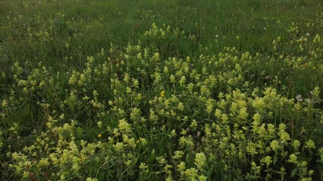 Klappertopfbl&uuml;ten in Magerwiese in der Eifel