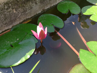 Nymphaea Rose Arey, pink water flower