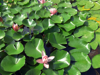 Nymphaea Rose Arey, pink water flower