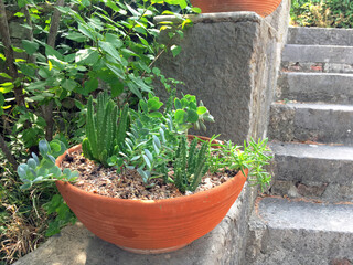 Cacti and succulents in a wide pot in a summer garden