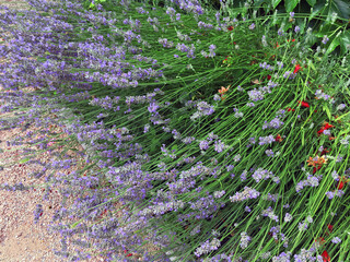 Blooming lavender in the summer garden