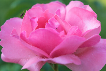 Obraz na płótnie Canvas Pink flower rose on a green background. Hello summer