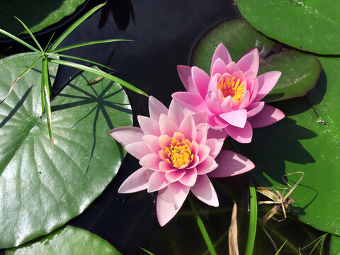 Nymphaea Rose Arey, pink water flower