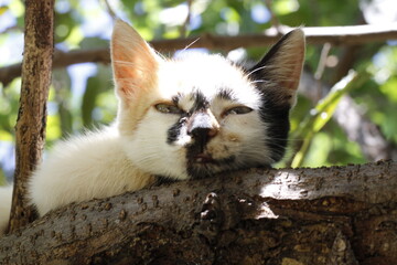 Obraz premium cat on tree