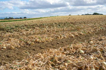  Field with ripe onions for harvest. Productivity of French farmers.