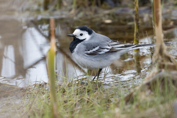 white wagtail