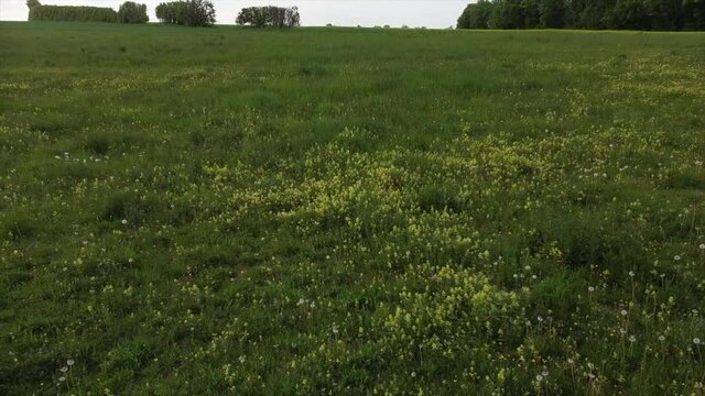 Klappertopfbl&uuml;ten in Magerwiese in der Eifel