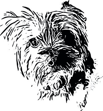 Dog, terrier, west-highland-white-terrier, white, black, vector, graphics, drawing, picture, stylization, image, isolated, illustration. All lines in the drawing can be edited. The background is blank
