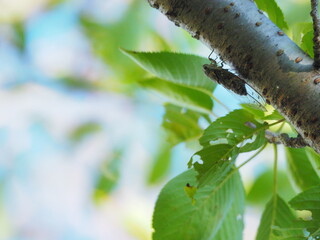cicada on the tree