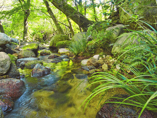 River in the forest