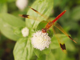 ミヤマアカネトンボ　マクロ