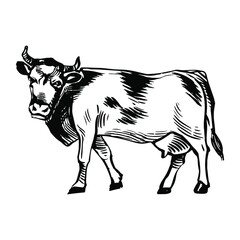 Milk Cow illustration. Farm animal with horns, black and white etching, vintage engraving. Hand drawn stock vector illustration isolated on white background.