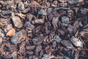 small fragments of tree bark lying on the ground. nature background
