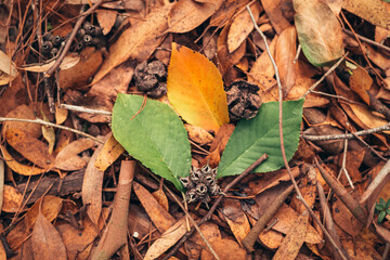 autumn concept. Little autumn leaves lying on the ground. autumn mood and golden autumn time. golden leaves. 