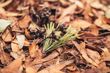 Small cones and a branch of a pine tree lying on the ground. autumn mood and golden autumn time. autumn cover of golden leaves.