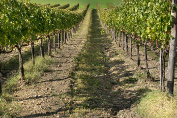 Fototapeta na wymiar vineyard in a row in the Tuscan Val d'Orcia