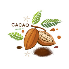 realistic cacao beans with green leaves vector illustration