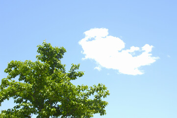 新緑の木と青空と白い雲