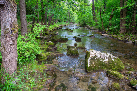 Beautiful forest river stream Moravica
