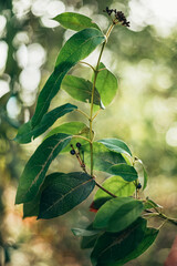 small tree branch. autumn time when the trees remain green.