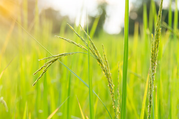 Rice that produces rice in the morning paddy field