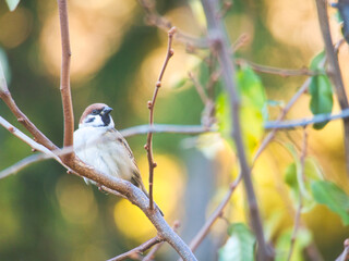かわいいスズメ