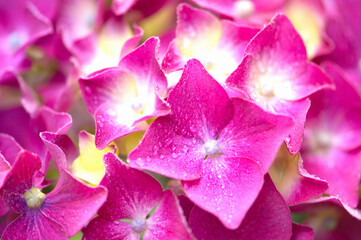 Naklejka premium アジサイの花