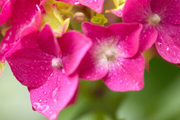 Fototapeta premium アジサイの花