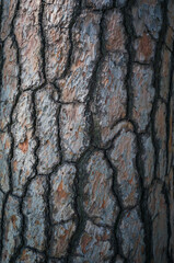 high quality texture of tree bark