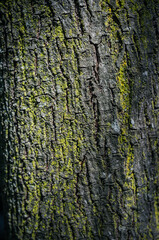 texture of tree bark with moss