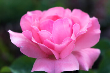 Pink flower rose on a green background. Hello summer