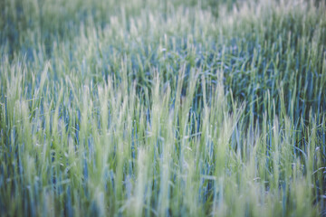 abstract image of high quality grass texture
