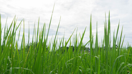 Obraz premium Photos of green rice and fields