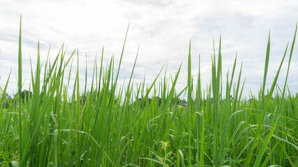Photos of green rice and fields