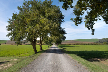 Fototapeta na wymiar tree-lined avenue with oaks in the hills of the val d'orcia tuscany italy