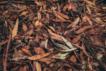 Autumn mood. Golden time of autumn. autumn cover of golden leaves. Autumn style and mood. vintage autumn photo.