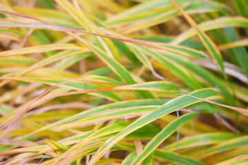 秋に彩づくカレックス