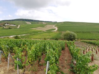 Fototapeta na wymiar vineyard in Reims region. France