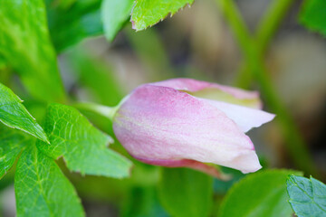 クリスマスローズ