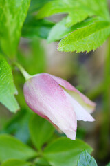 クリスマスローズ