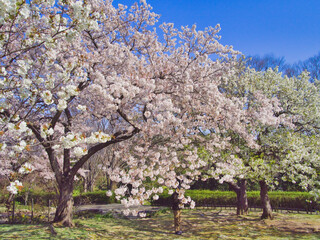 美しいピンクの桜並木