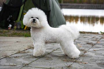 French poodle dog