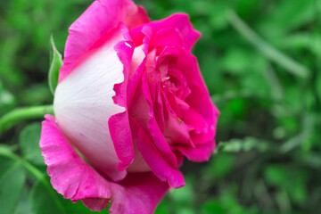 Pink flower rose on a green background. Hello summer