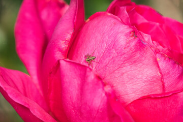 Western Lynx Spider Oxyopes scalaris on a Rose