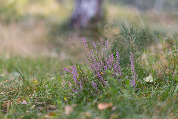Blooming wild heather in forest, purple autumnal flowers