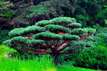 Japanese brilliance