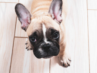 French bulldog puppy is looking at you. Muzzle is close up. 